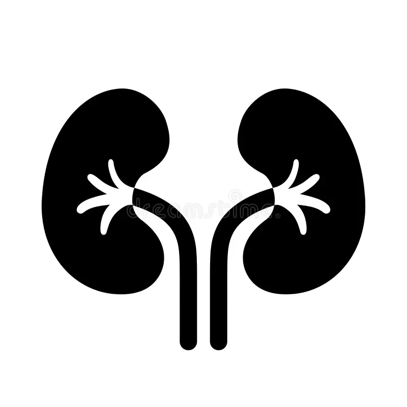Kidneys